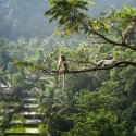 3. Lombok monkey forest