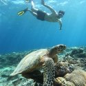9- snorkeling with turtle