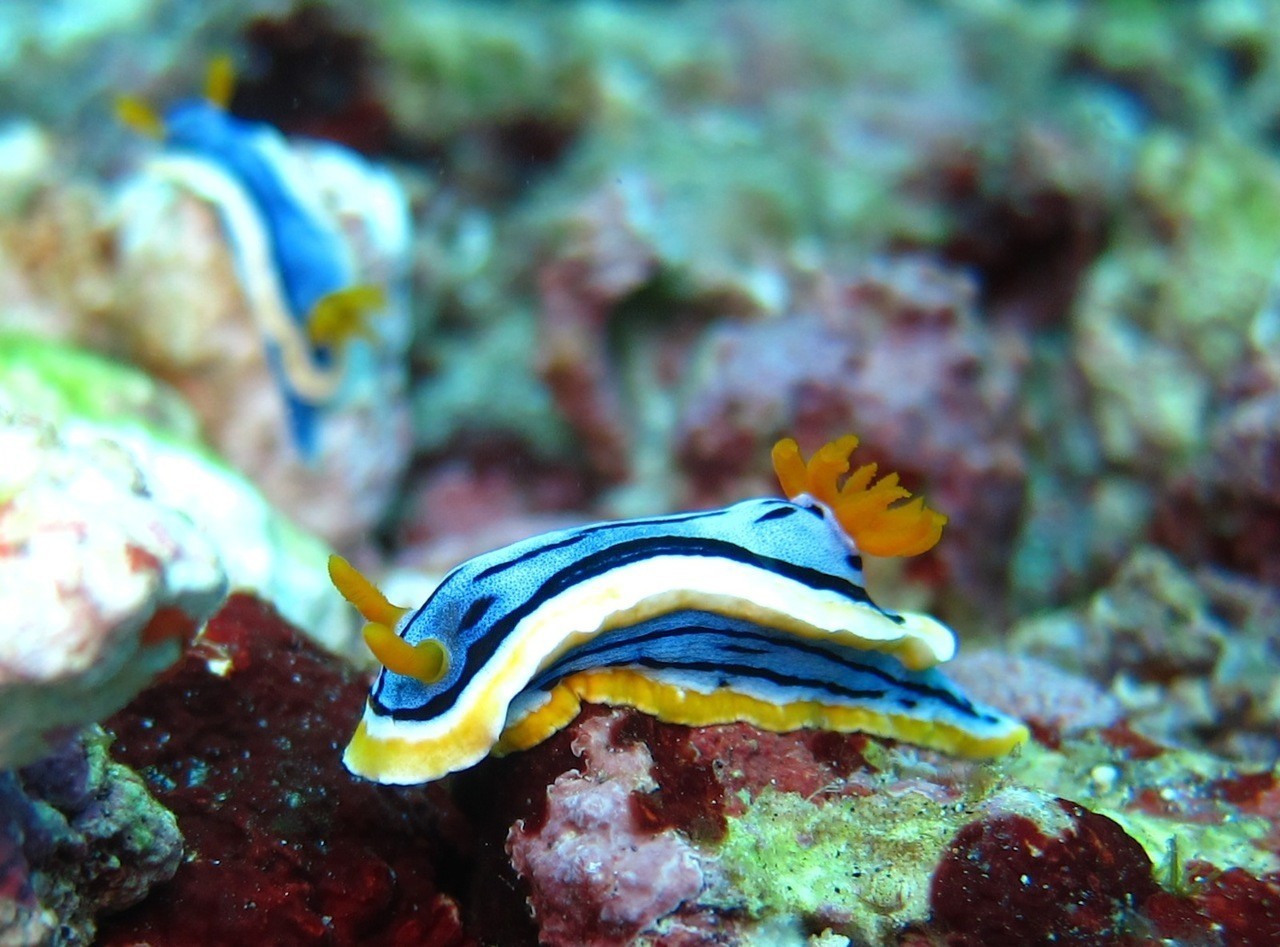 Nusa Penida Diving