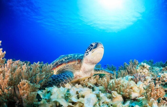 diving gili islands