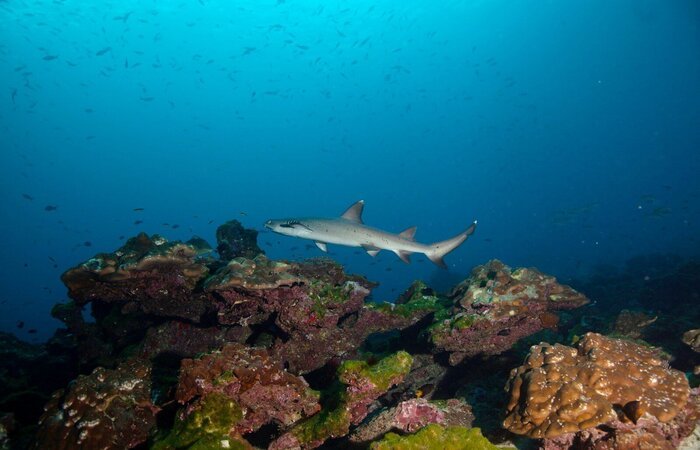 reef shark diving bali