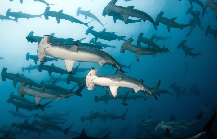 hammerhead shark dive lombok