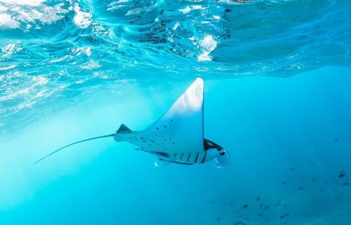 Manta point Nusa Penida