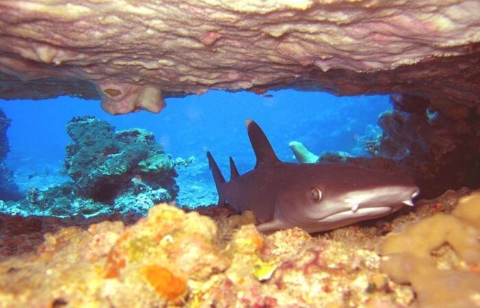 shark point diving gili