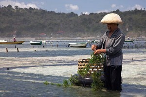 Lembongan Hotels