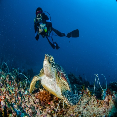 Diving in the gilis