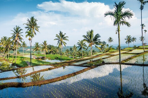 Lombok rice fields