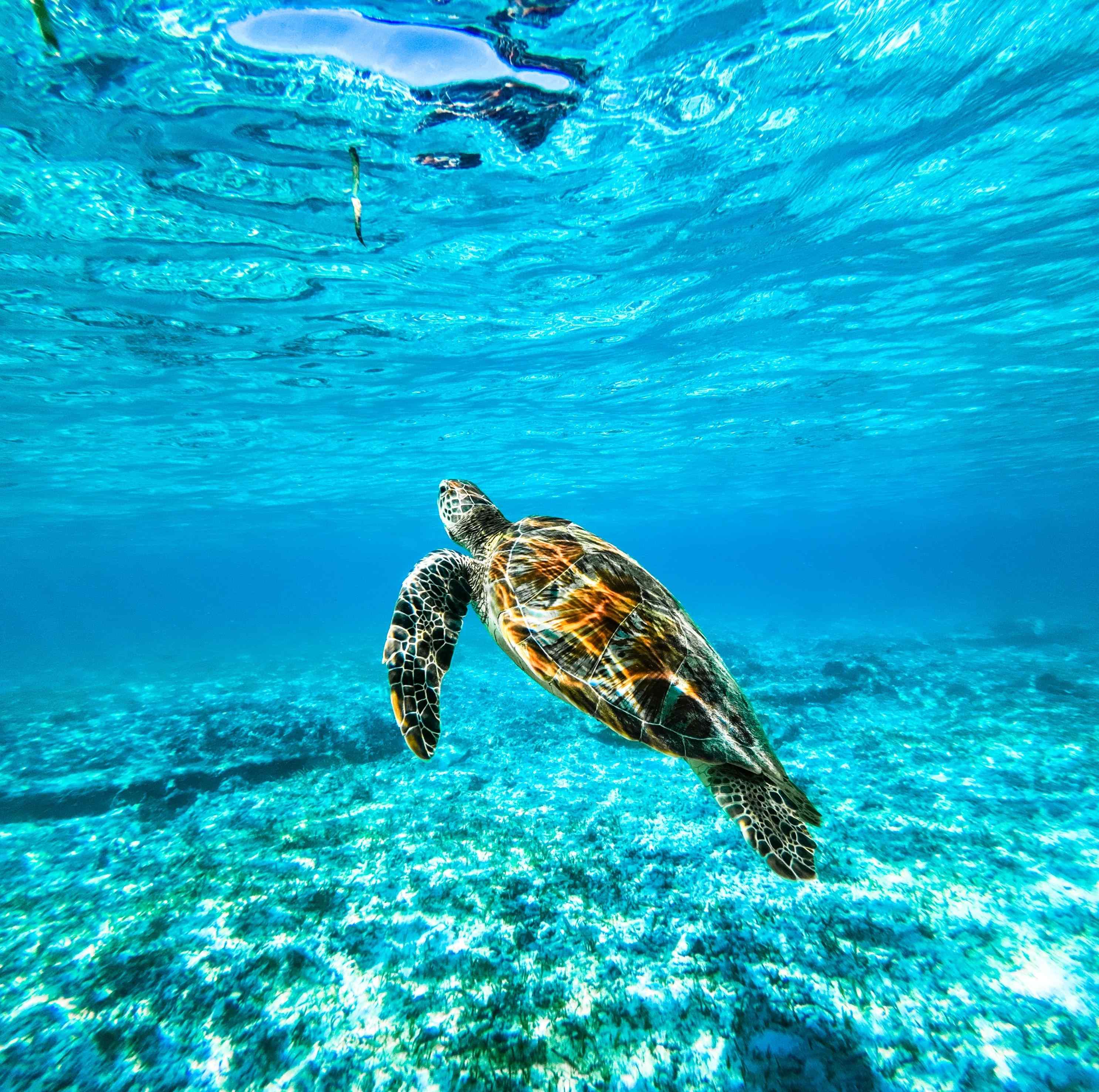 Gili Pass Giveback