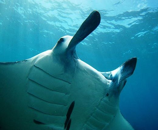 Manta Ray Nusa Lembongan