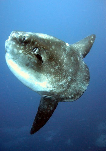 Moon fish Nusa Lembongan