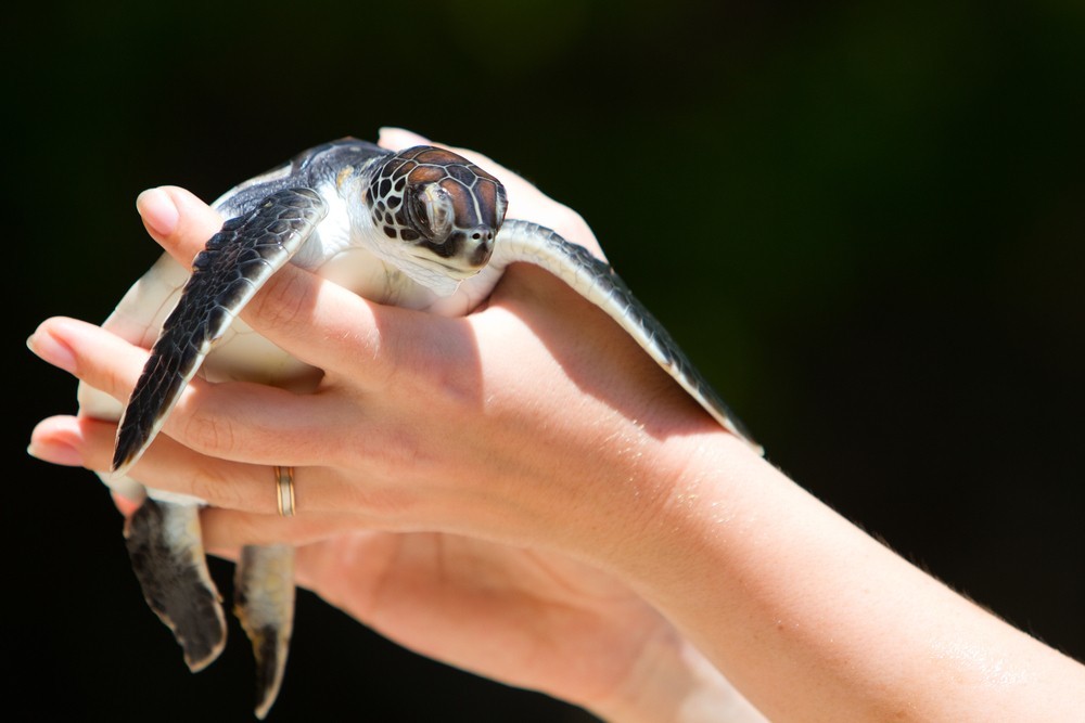 Turtle Gili Bali 