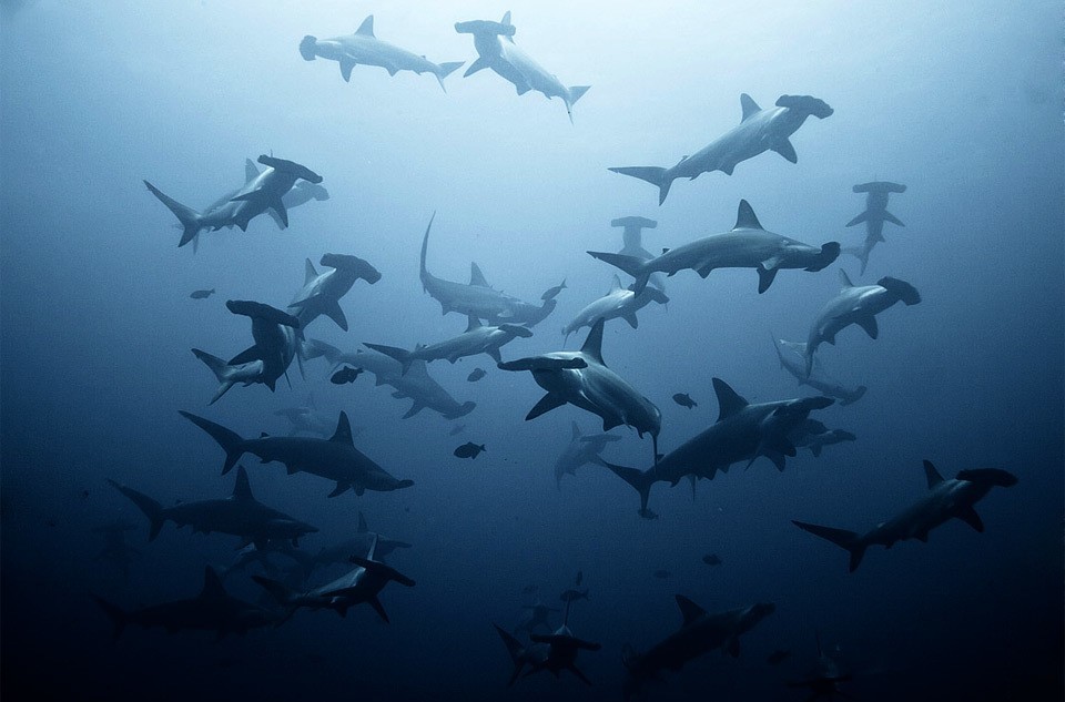 shark diving lombok