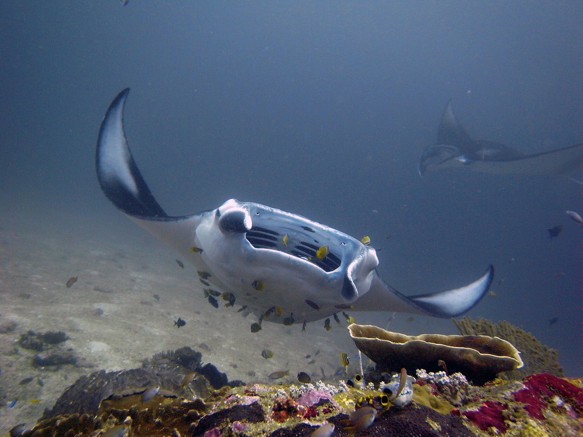 Manta Dive Gili Trawangan