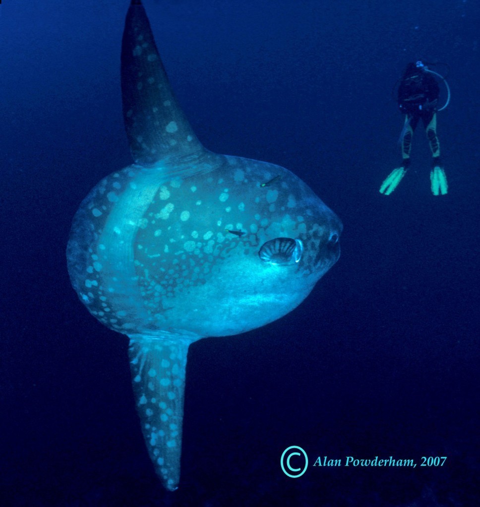 Sunfish mola mola Lembongan