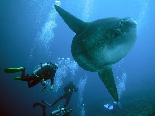 Diving in Lembongan with Mola Mola