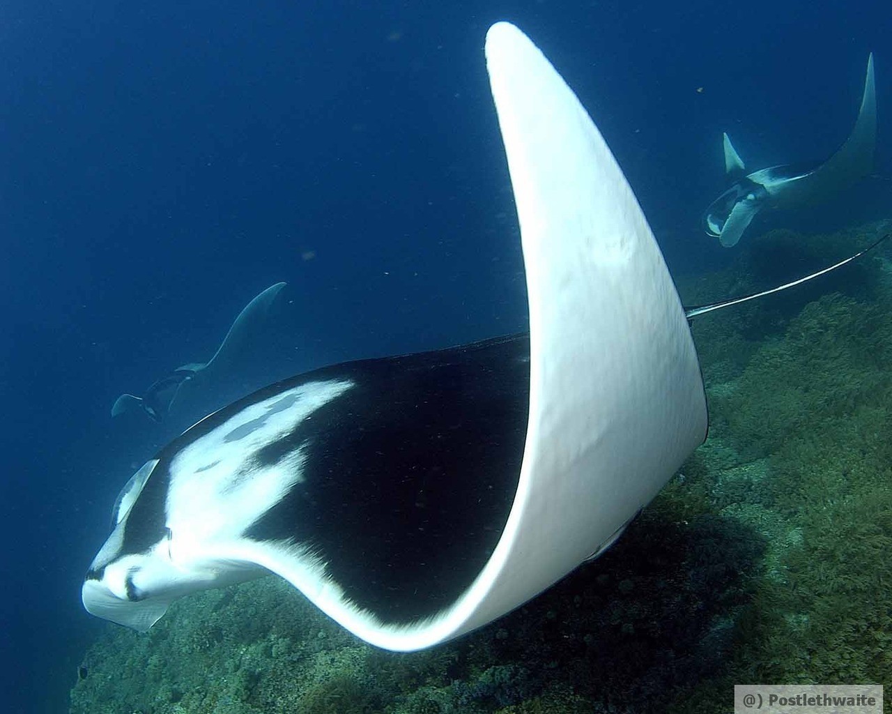 Aquamarine-Diving-lembongan