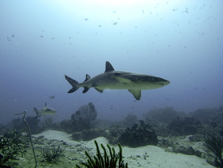 Shark Manta Point Gili Trawangan