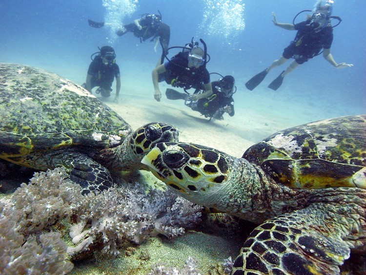 Manta Dive Gili Turtles